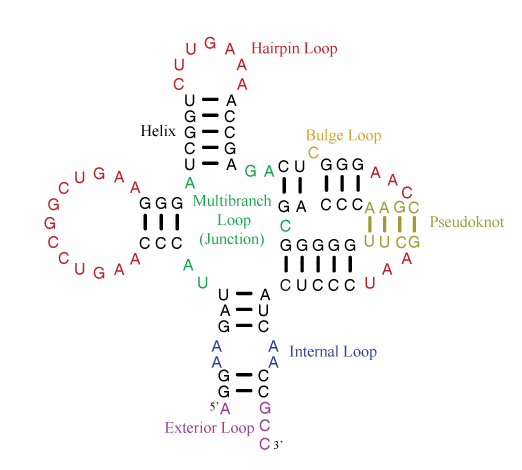 hairpin structure